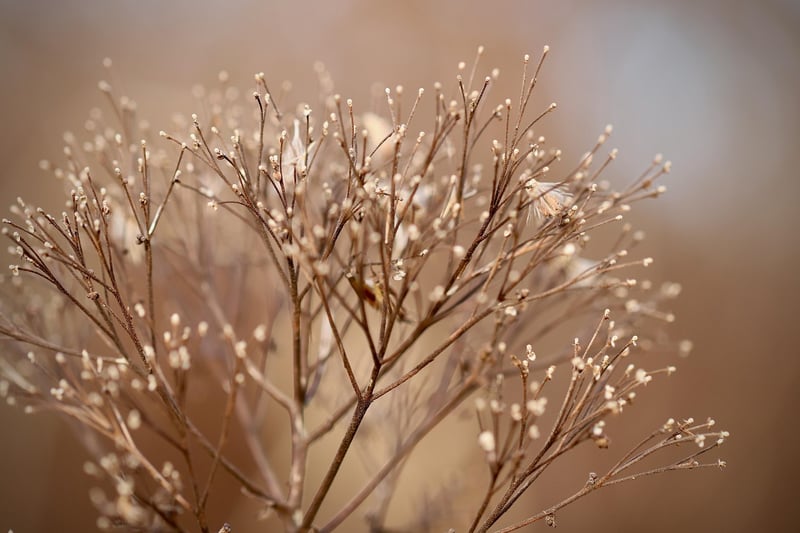 Healthy Plant